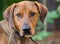 Red Coonhound mixed breed dog
