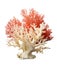 red coral colored sea coral, detailed photo, isolated,cut out