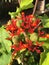 Red coral flower