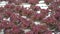 Red coral lettuce hydroponics vegetable farming