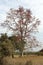 Red Coral Tree in Bloom