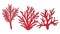 Red Coral. Underwater hand drawn sea, ocean plants