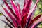 Red cordyline grass plants