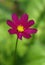 A red coreopsis flower