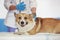 Red Corgi dog lies on examination at the a veterinarian and a pretty smile