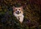 Red Corgi dog sits in the thickets of grapes with bright autumn leaves in the garden