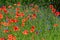 Red corn poppies and blue cornflowers