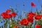 Red corn poppy blossoms in a field against a blue sky