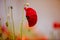 Red Corn Poppy Flowers