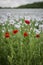 Red corn poppy and Opium Poppy plants