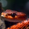 Red corn snake on branch,