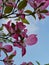 Red Cornus florida or Flowering dogwood on blue sky background