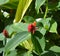 Red costus barbatus bud in sunny day