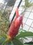 Red Costus spicatus plant buds that will bloom in the garden