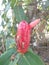 Red Costus spicatus plant buds that will bloom in the garden