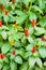 Red costus or spiral gingers growing in the garden,