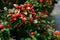Red cotoneaster berries with green foliage