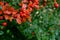 Red cotoneaster berries on a patch of autumn leaves