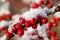 Red Cotoneaster berries with snow