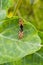 Red Cotton Bug Dysdercus cingulatus on green leaves