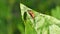 Red cotton bug on leaf.