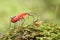 A red cotton bug preys on a tortoise beetle on rotting wood overgrown with moss.