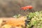 A red cotton bug preys on a tortoise beetle on rotting wood overgrown with moss.