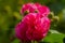 Red cotton rose in macro closeup