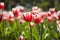 Red Couple Tulip