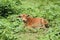 Red cow asian lying on green meadow field - Young cow