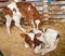 Red cow calfs are at stall at farm