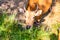 Red cow chews grass, headshot, close up