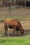 Red Cow in a Corral with a barbwire fence with green grass.