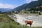 A red cow grazes on the bank of the river Mestiachala