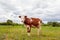 Red cow grazes in the meadow. Bull, calf, livestock. Symbol of 2021.