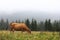 A red cow grazes in a summer meadow with mountains in the background. year of the bull. rural farm in the mountains. cattle