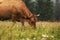 A red cow grazes in a summer meadow with mountains in the background. year of the bull. rural farm in the mountains. cattle