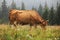 A red cow grazes in a summer meadow with mountains in the background. year of the bull. rural farm in the mountains. cattle