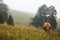 A red cow grazes in a summer meadow with mountains in the background. year of the bull. rural farm in the mountains. cattle