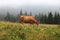 A red cow grazes in a summer meadow with mountains in the background. year of the bull. rural farm in the mountains. cattle