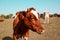 Red cow grazing in the meadow. Close-up of the muzzle of a cow. Bull, calf, livestock. Symbol of 2021. Summer concept