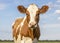 Red cow head with cute eyes and pink nose, lovely and innocent on a blue background