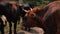 Red cow in a herd attacked by flies bothersome insects