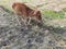 A Red Cow image in Grassland, A Calf image, Background Blur