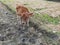 A Red Cow image in Grassland, A Calf image, Background Blur