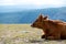 A red cow lies on a pasture in the mountains, a close-up photo in Dagestan.