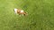 A red cow in a meadow top view, Aerial photography from a drone