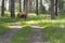 A red cow walks in a green forest. Tall grass, animal eats. Summer pasture for cows in the