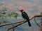 The red-cowled cardinal, Paroaria dominicana