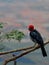 The red-cowled cardinal, Paroaria dominicana